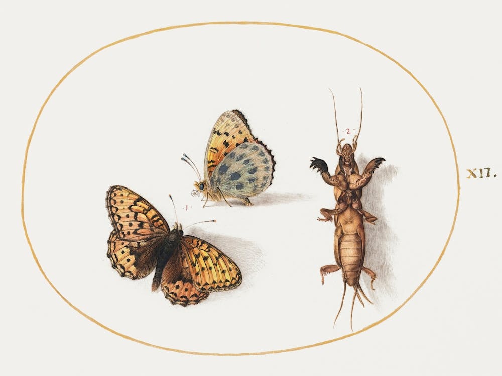Two Views Of A Butterfly And A Mole Cricket (1575–1580), Joris Hoefnagel