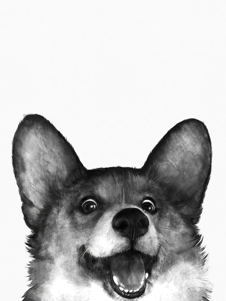 Corgi