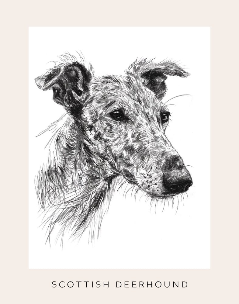 Scottish Deerhound Dog Line Sketch 2 Poster