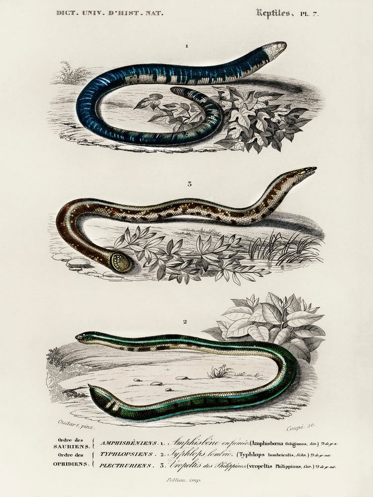 Amphisbaena Fuliginosa , Typhlops Lumbricalis (Blind Snakes), Vropeltis Philippinus (Shield Tail Snakes), Charles Dessalines D'Orbigny