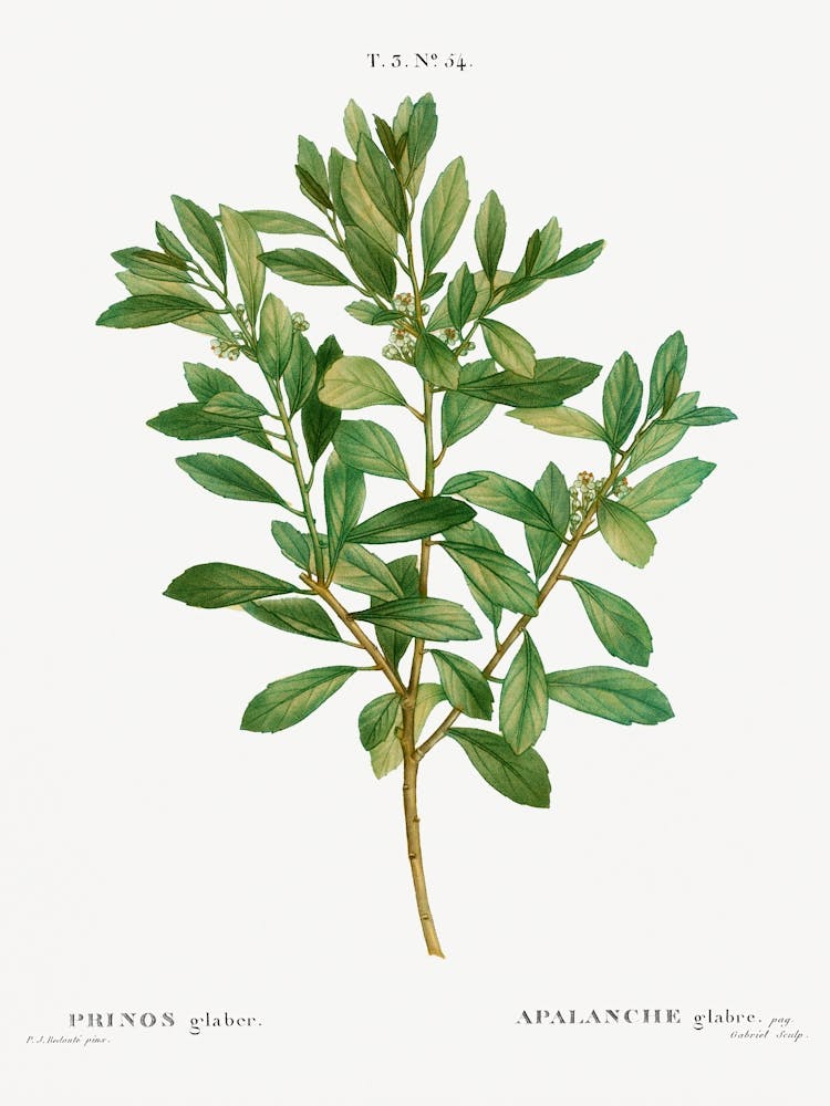 Inkberry, Pierre Joseph Redoute