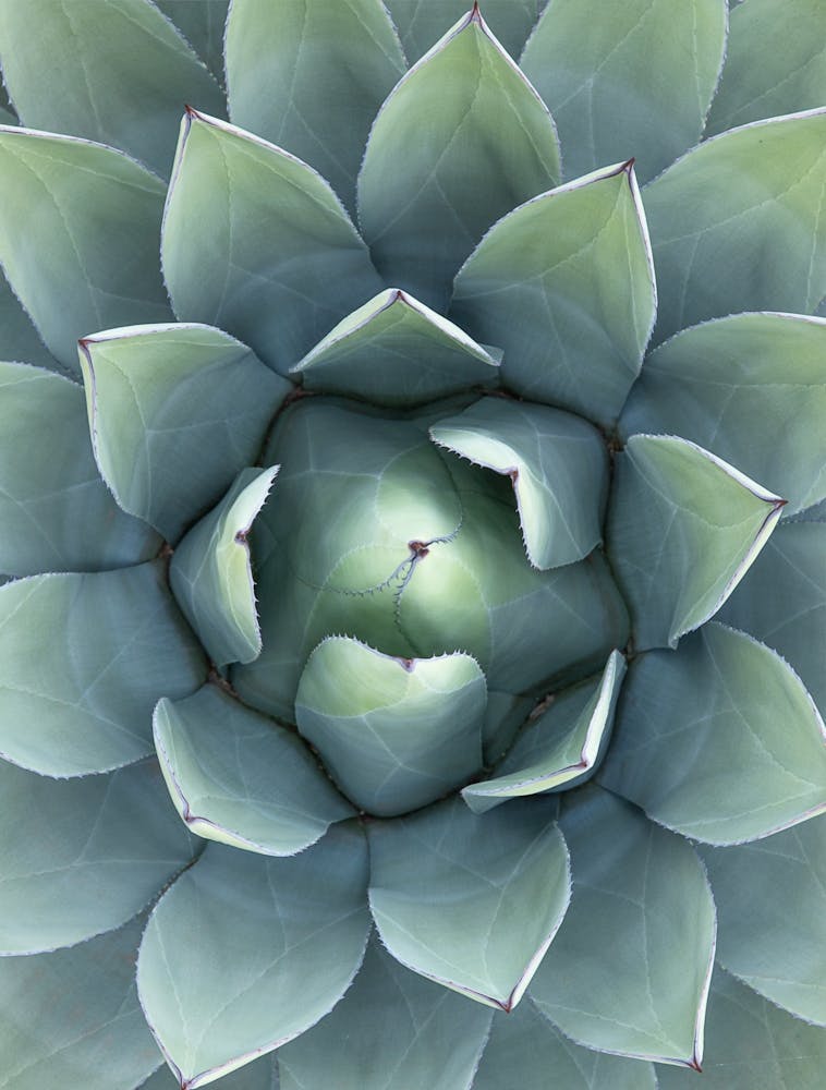 Agave