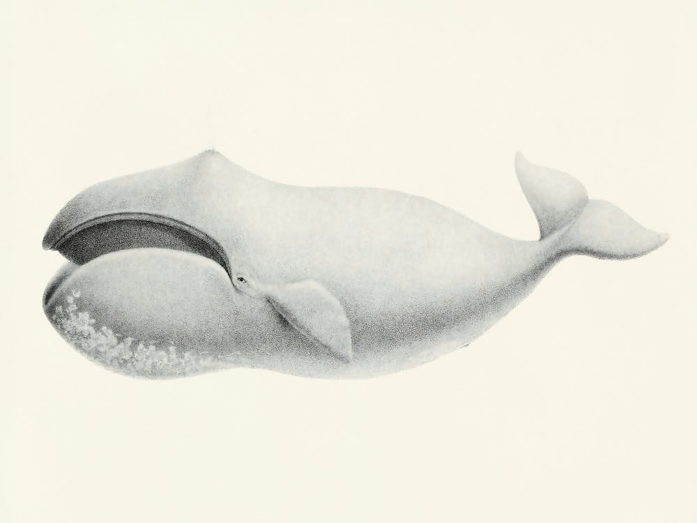 Bowhead Whale, Charles Melville Scammon