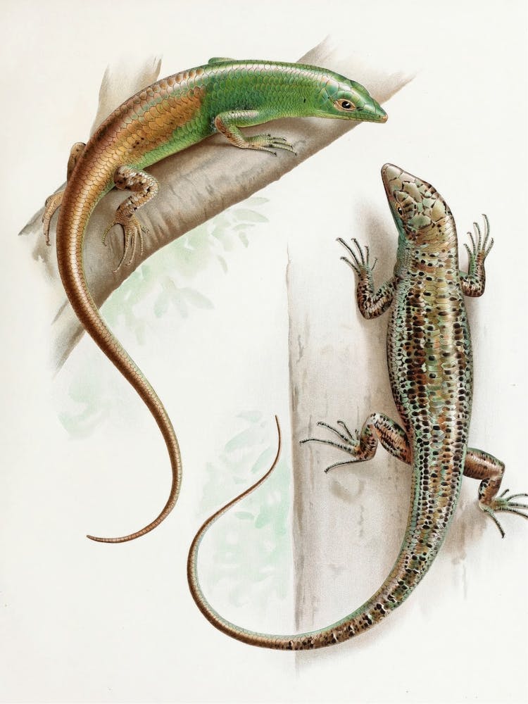 Two Lizards