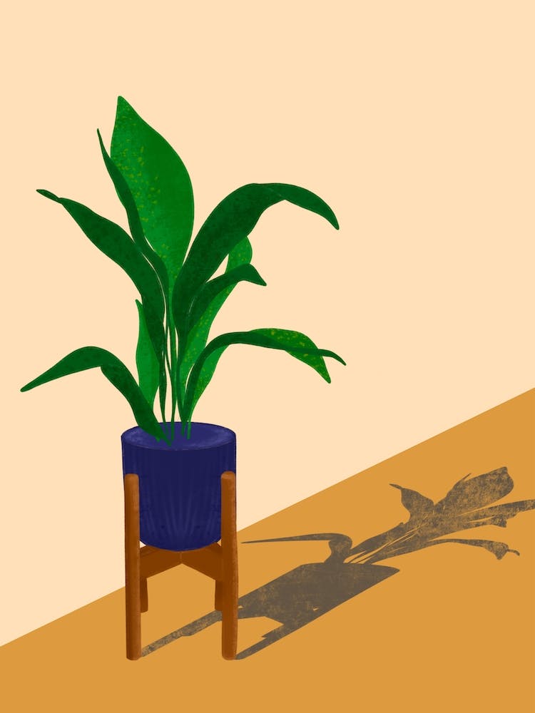 House Plant