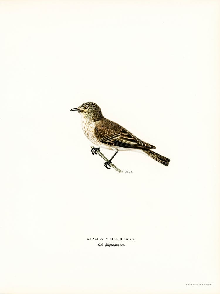 Spotted Flycatcher, The Von Wright Brothers