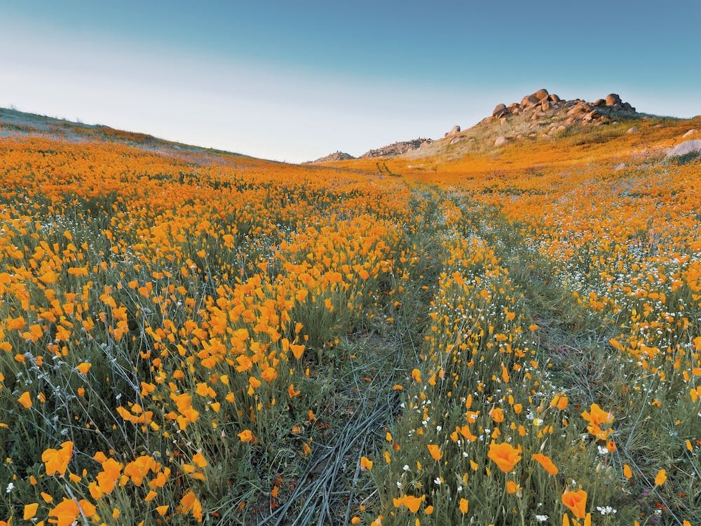 California Poppy Flower Field