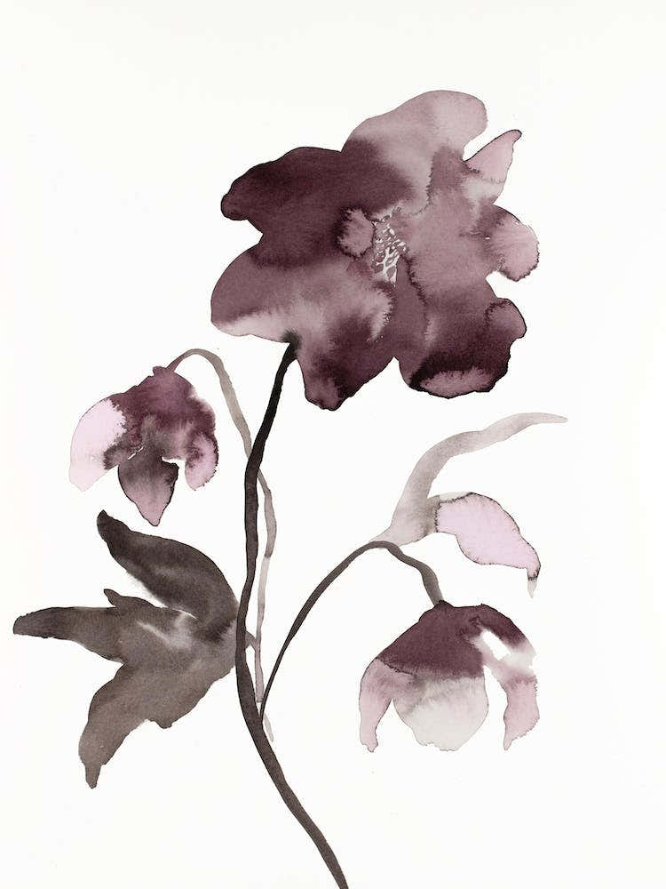Hellebore 12