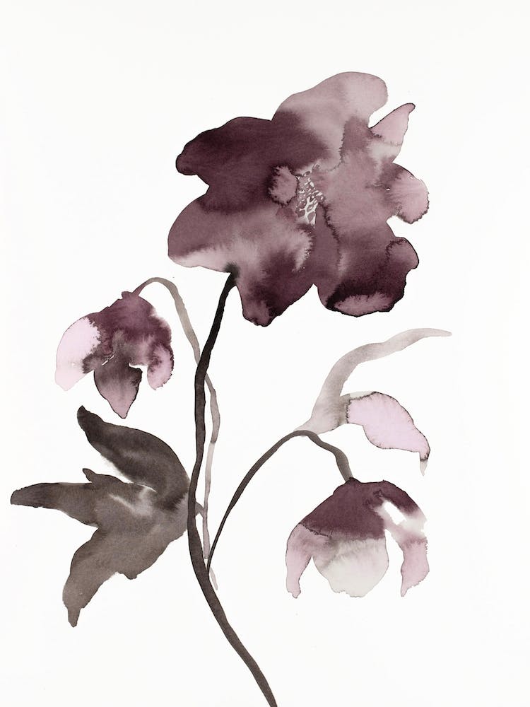Hellebore 12