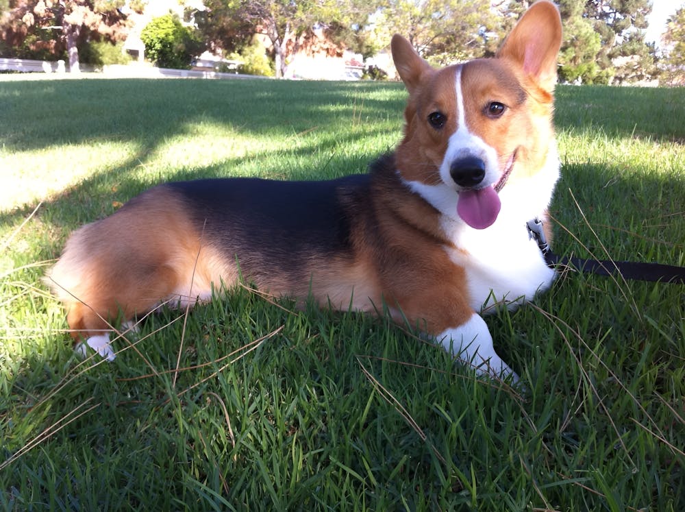 Corgi Laying In The Grass