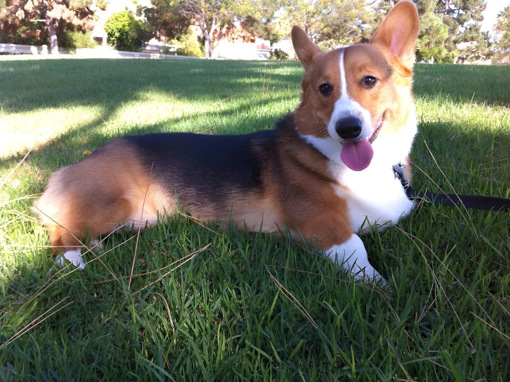 Corgi Laying In The Grass