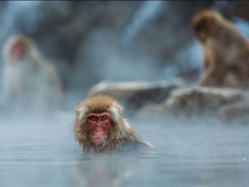 Macaque des Neiges Prenant un Bain