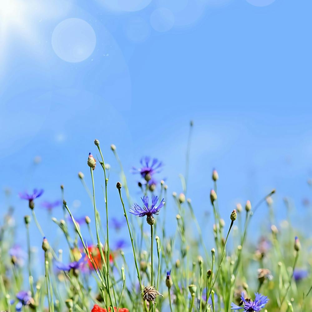 Wildflowers In The Meadow