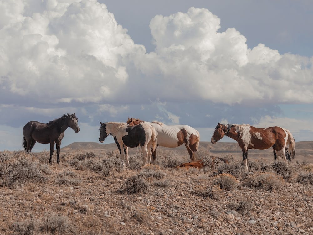 Onaqui Wild Horses