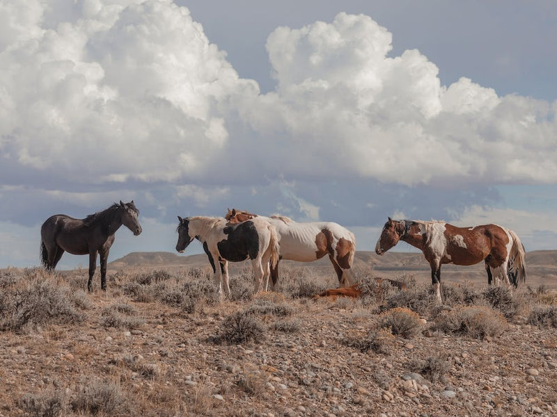 Onaqui Wild Horses