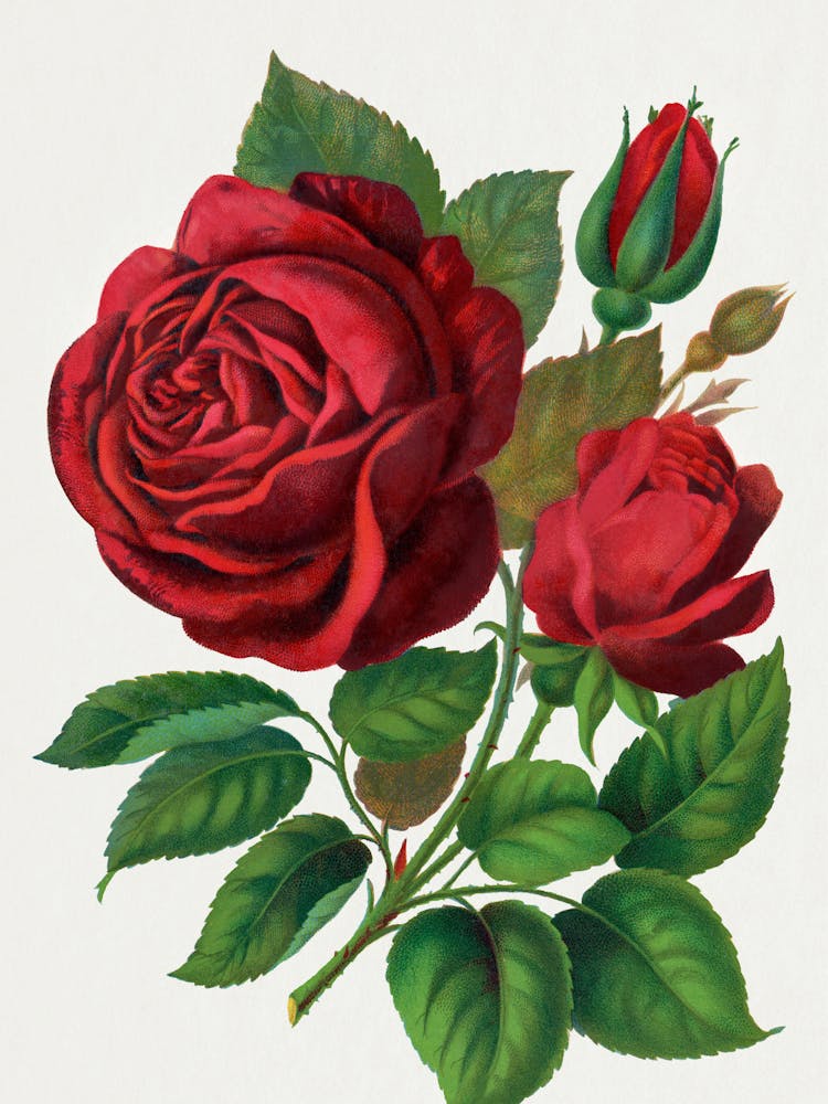 Red Roses