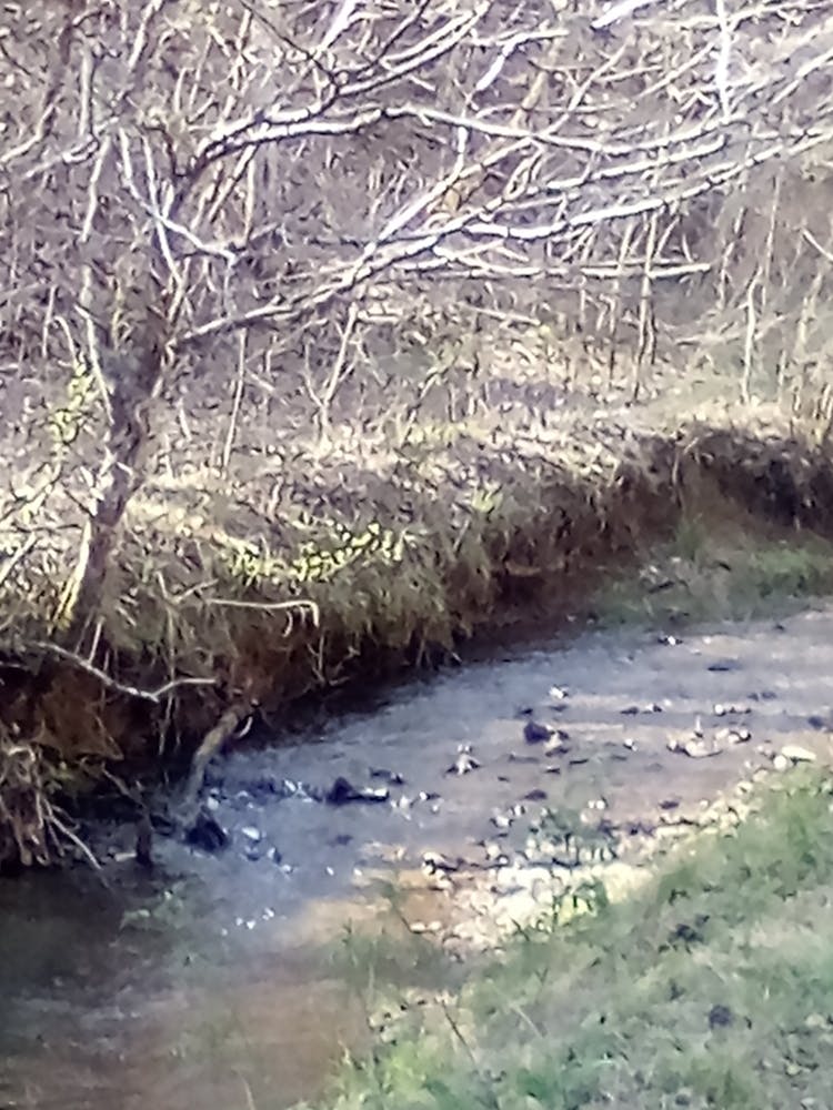 Bach im Wald