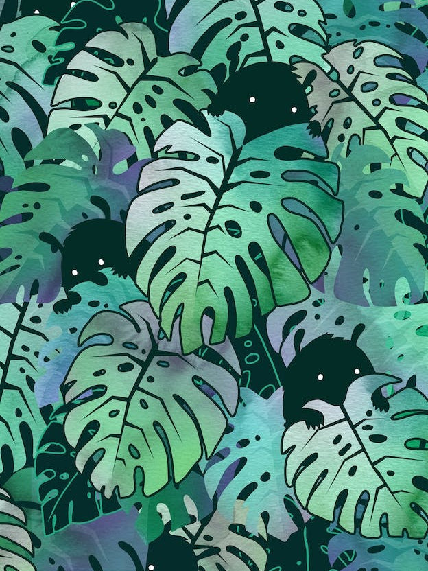Monstera Monsters