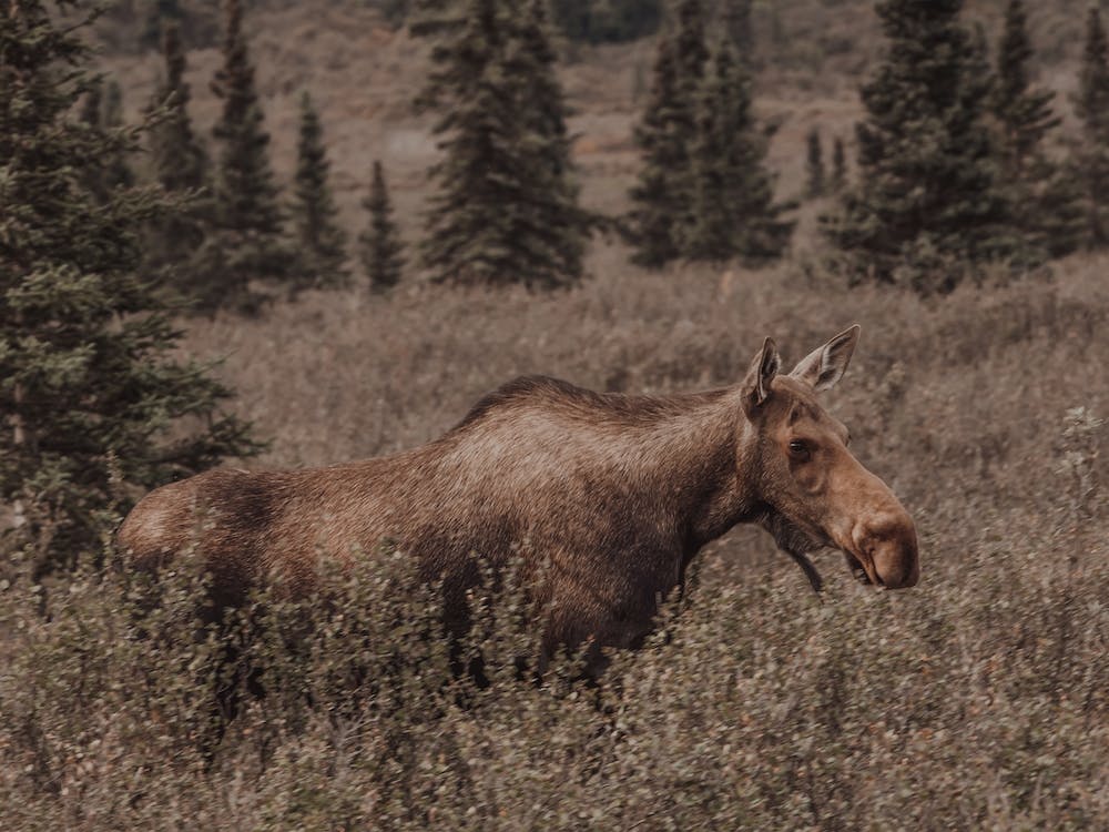Colorado Moose