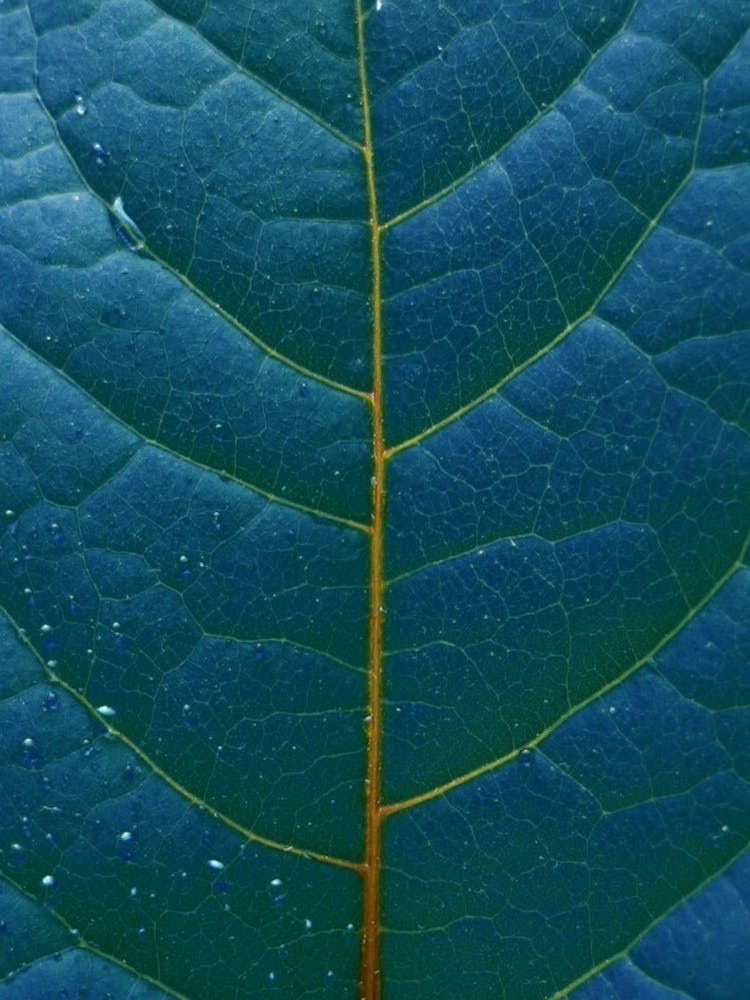 Close Up Of A Leaf