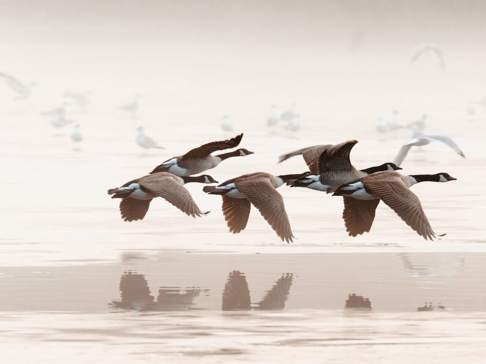 Auffliegende Gans