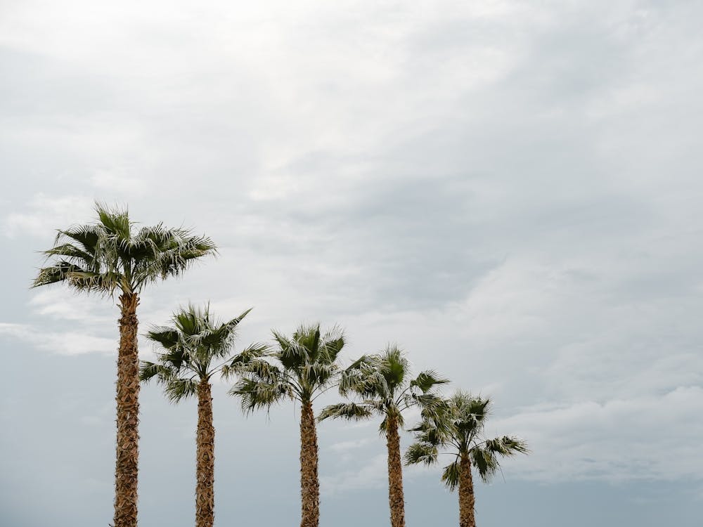 Cinq Palmiers Sur La Plage En Italie