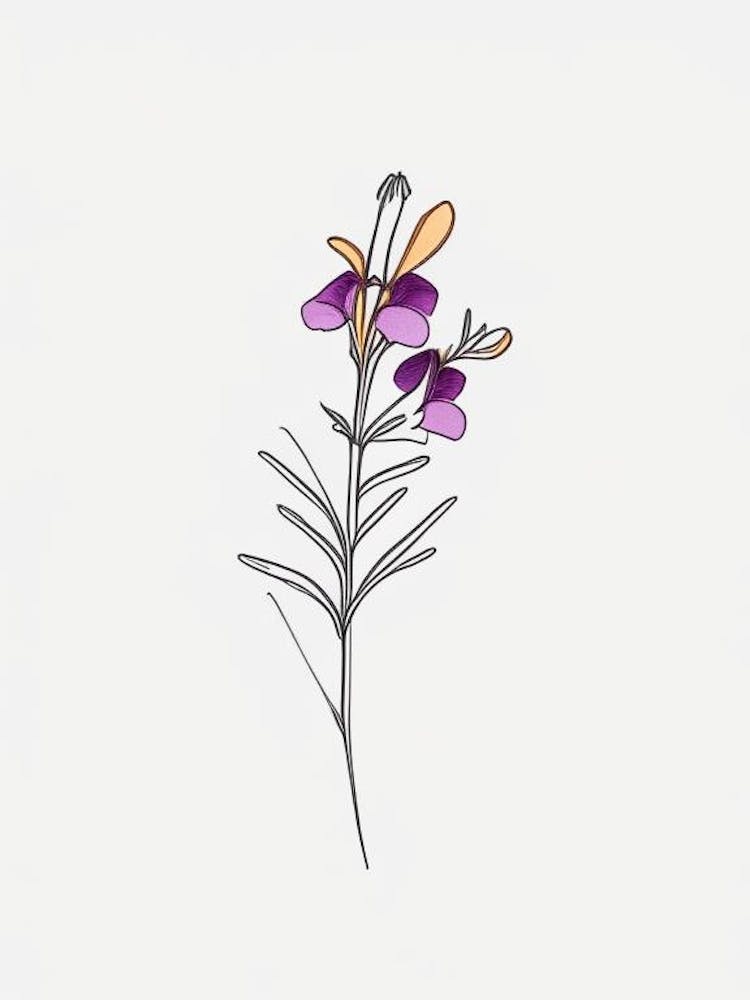 Nemesia Floral Minimal Line Drawing 1 Flower