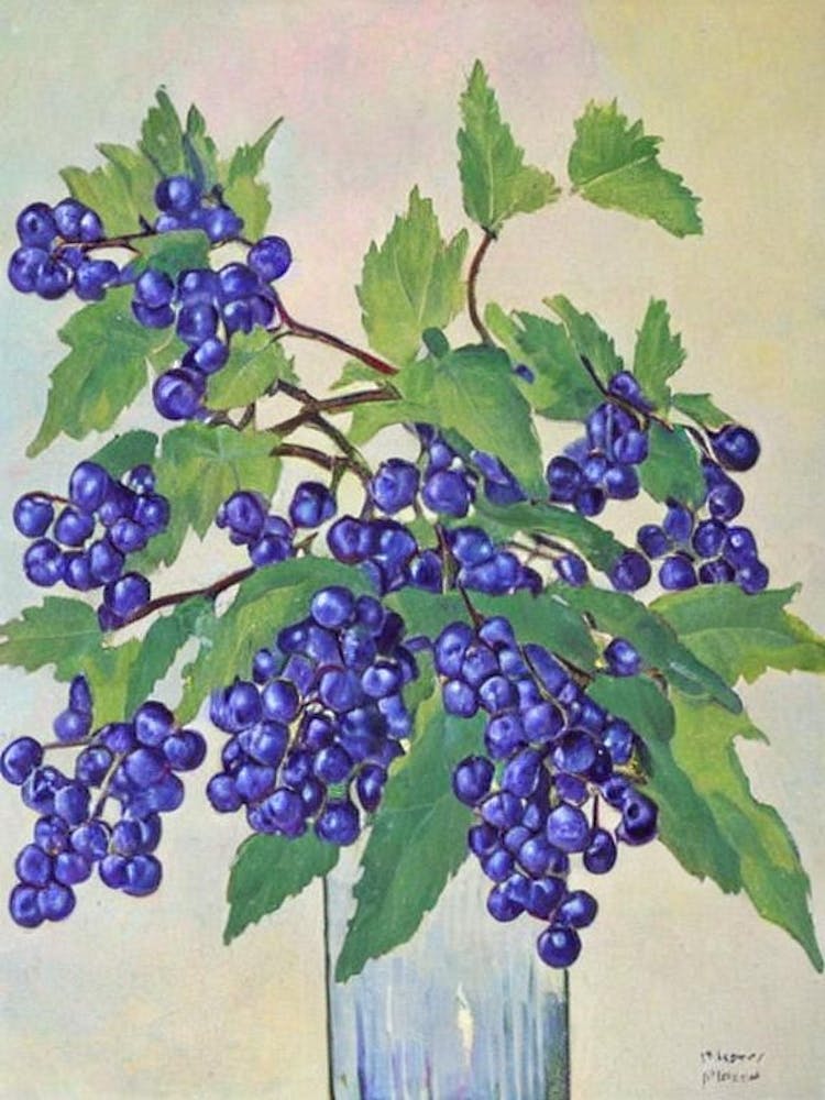 Elderberry 1 Vintage Sketch Fruit