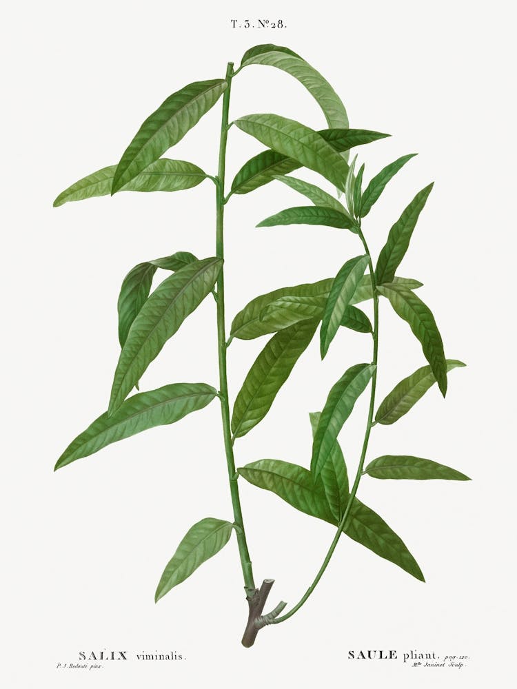 Basket Willow, Pierre Joseph Redoute