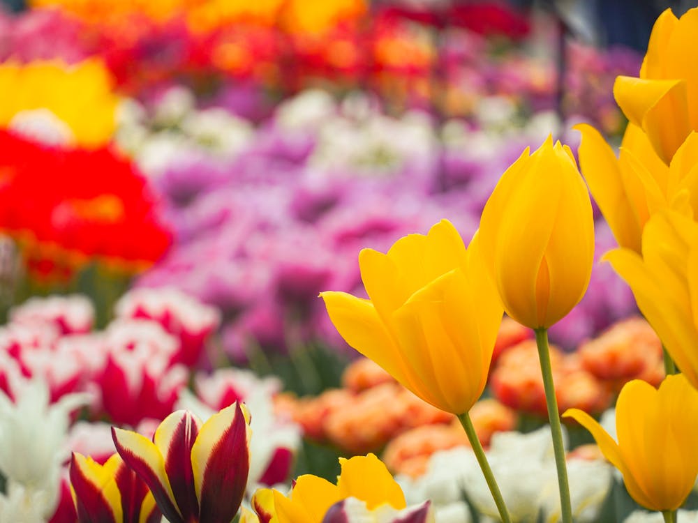 Colorful Tulips