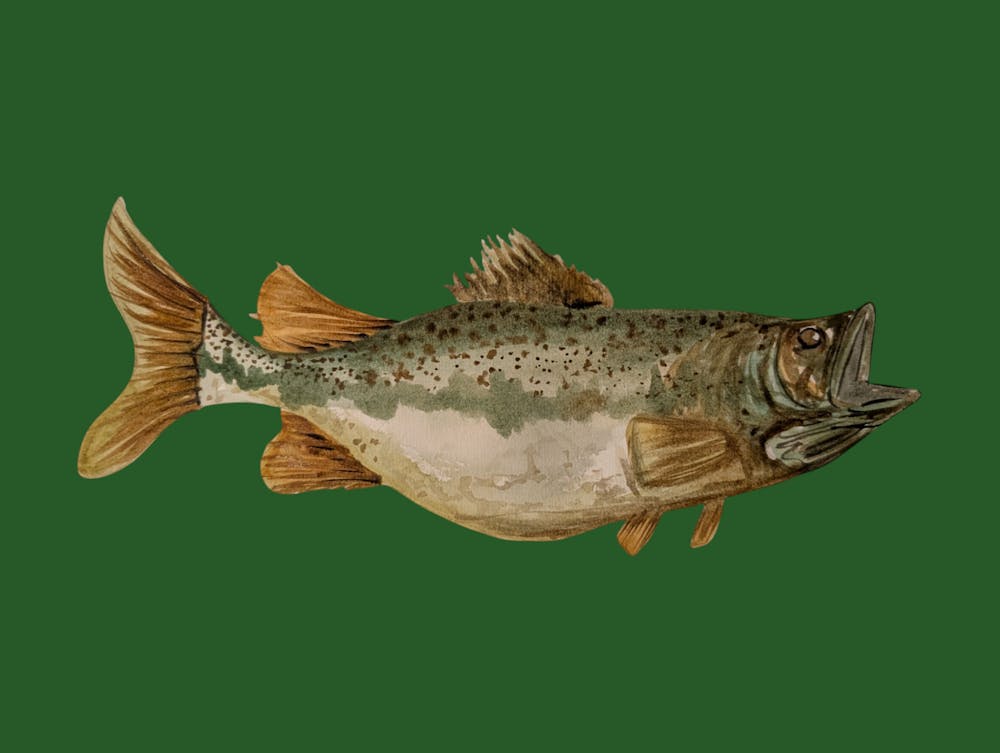 Green Fish Illustration 2