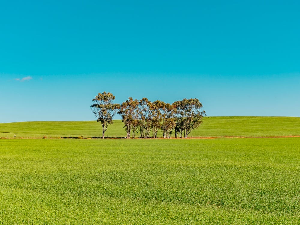 Green Field With Trees