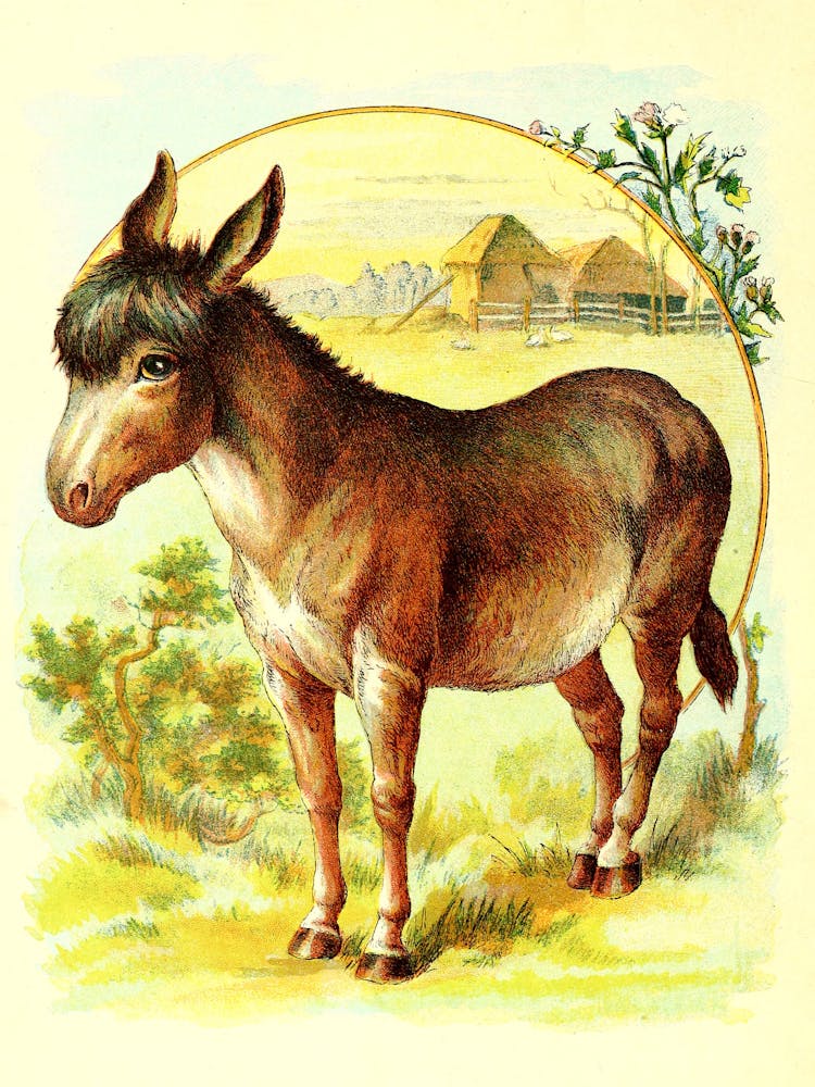 Donkey 1