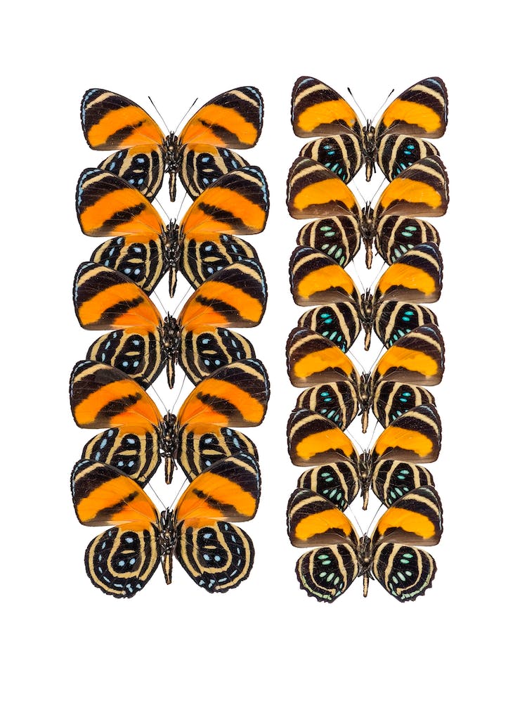 Two Rows Of Orange And Black Butterflies