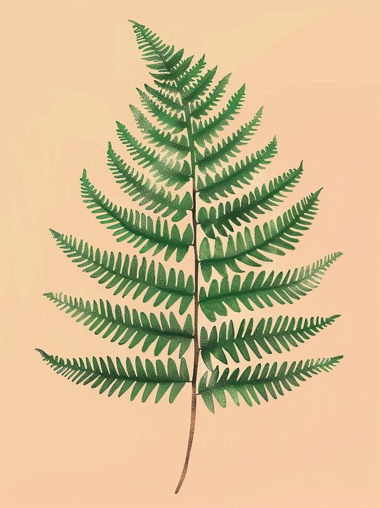 Boston Fern Plant Minimalist Illustration 1