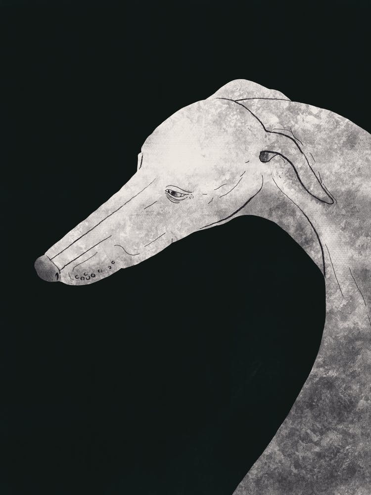 Greyhound Grey