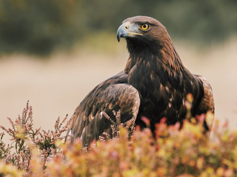 Golden Eagle