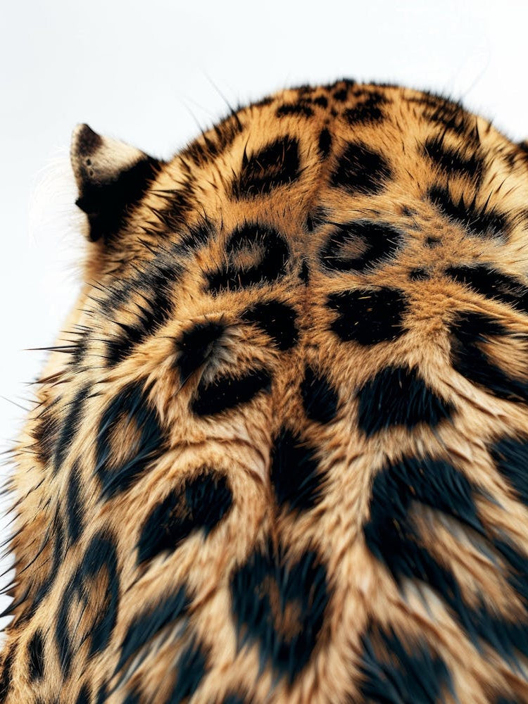 Leopard Head 3