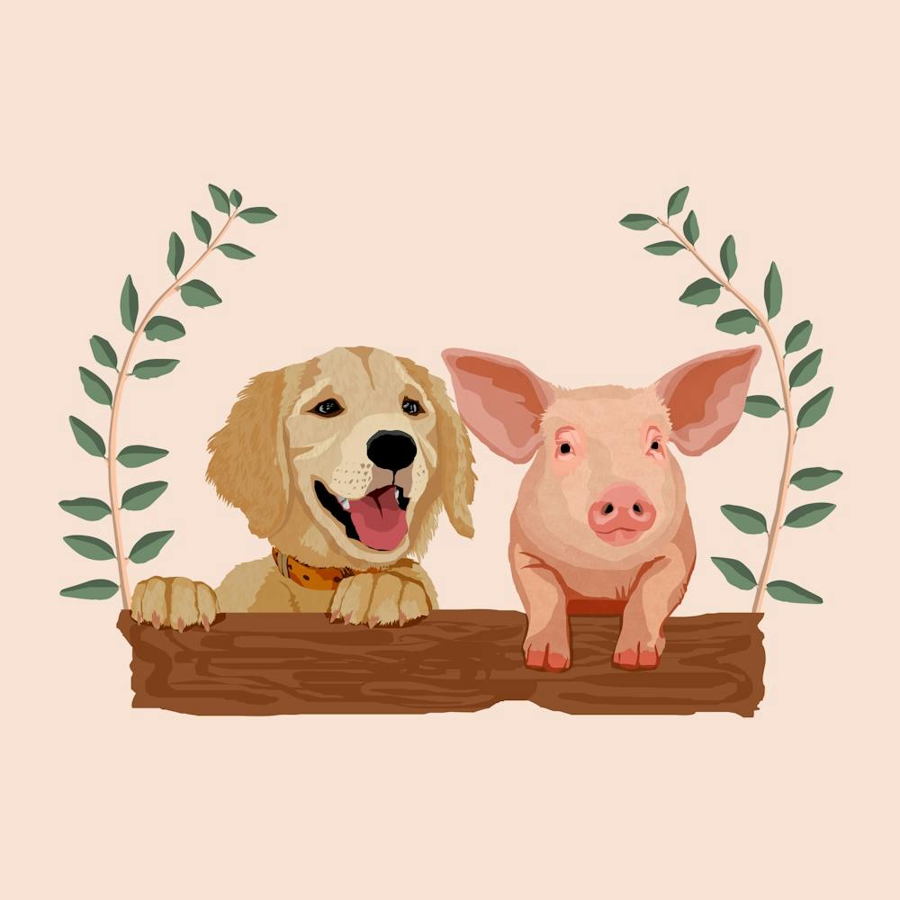Golden Retriever And Pig