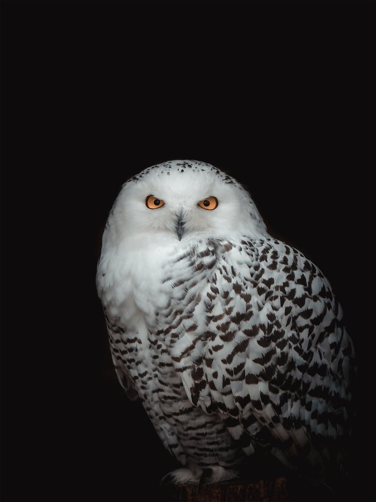 Schneeeule