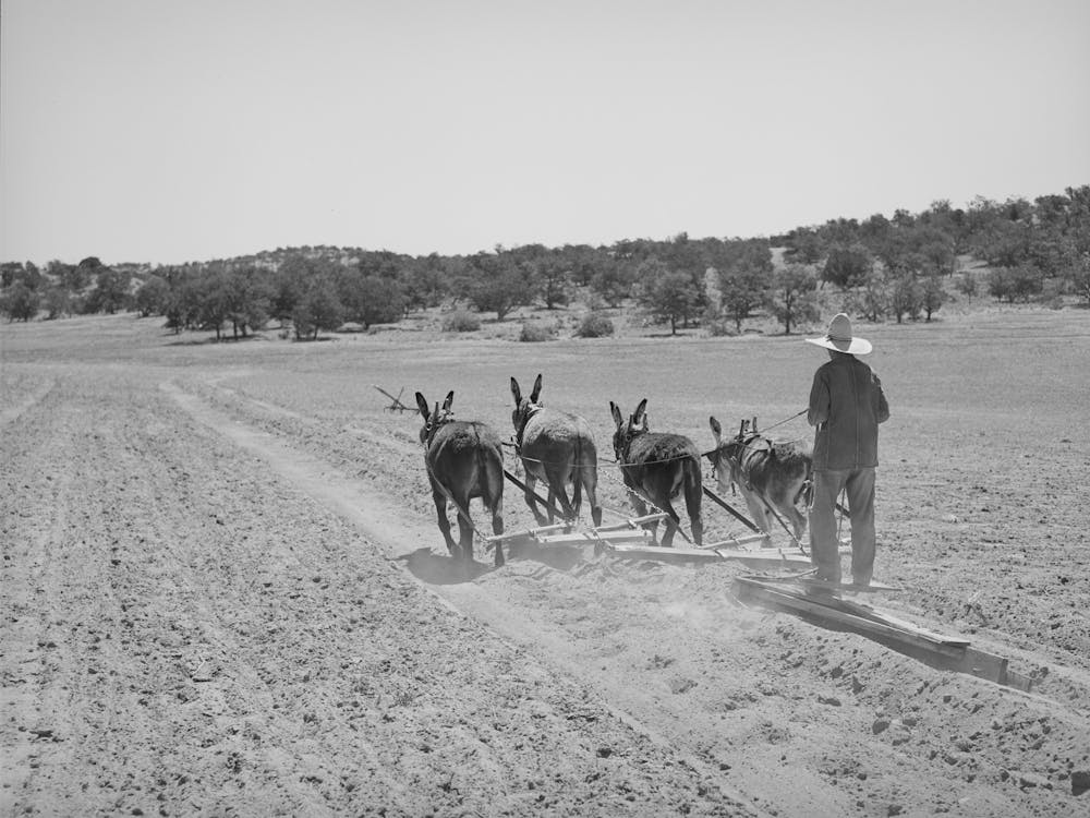 Untitled Photo, Possibly Related To Mr, Leatherman Terraces With Four Burros, Pie Town, New Mexico By Russell Lee
