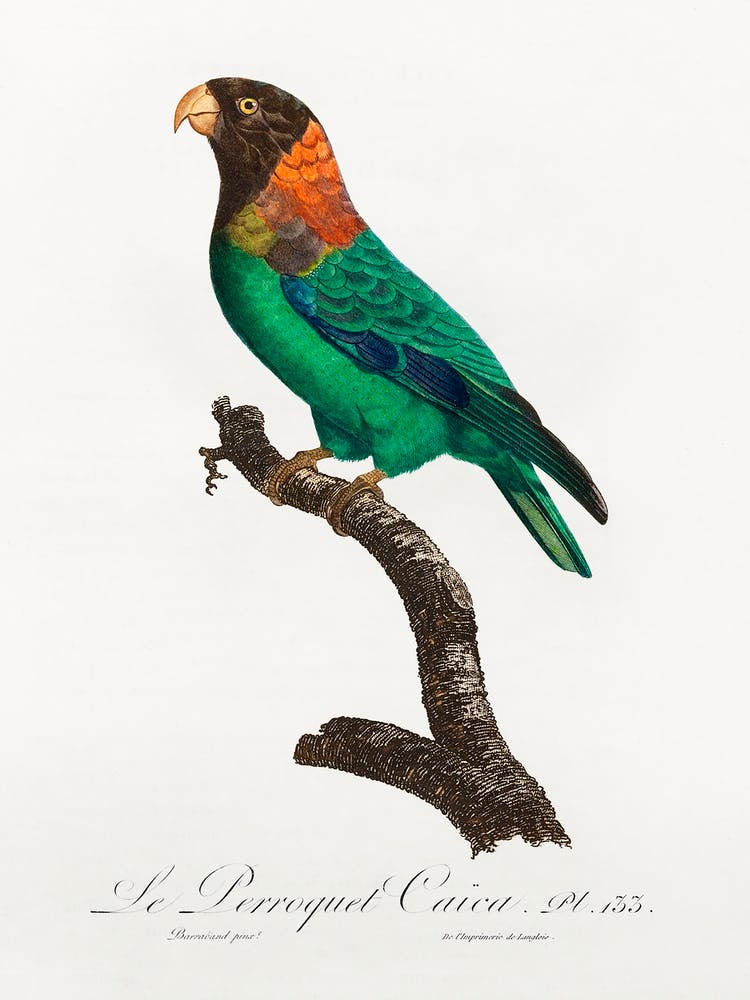 The Caica Parrot From Natural History Of Parrots, Francois Levaillant