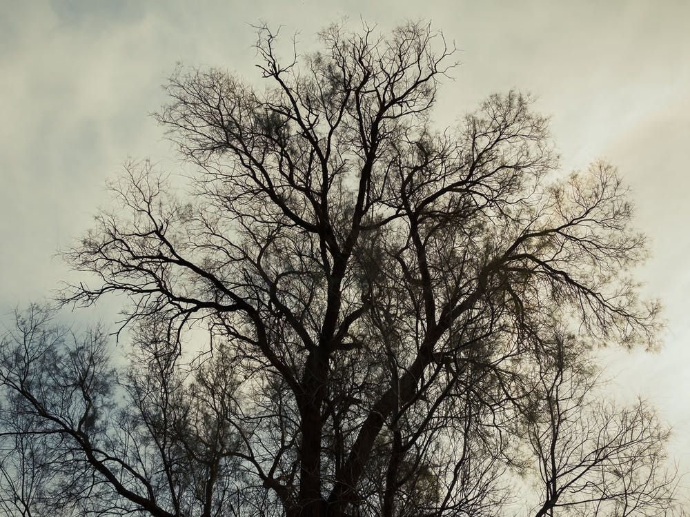 Silhouette Of Bare Tree 2