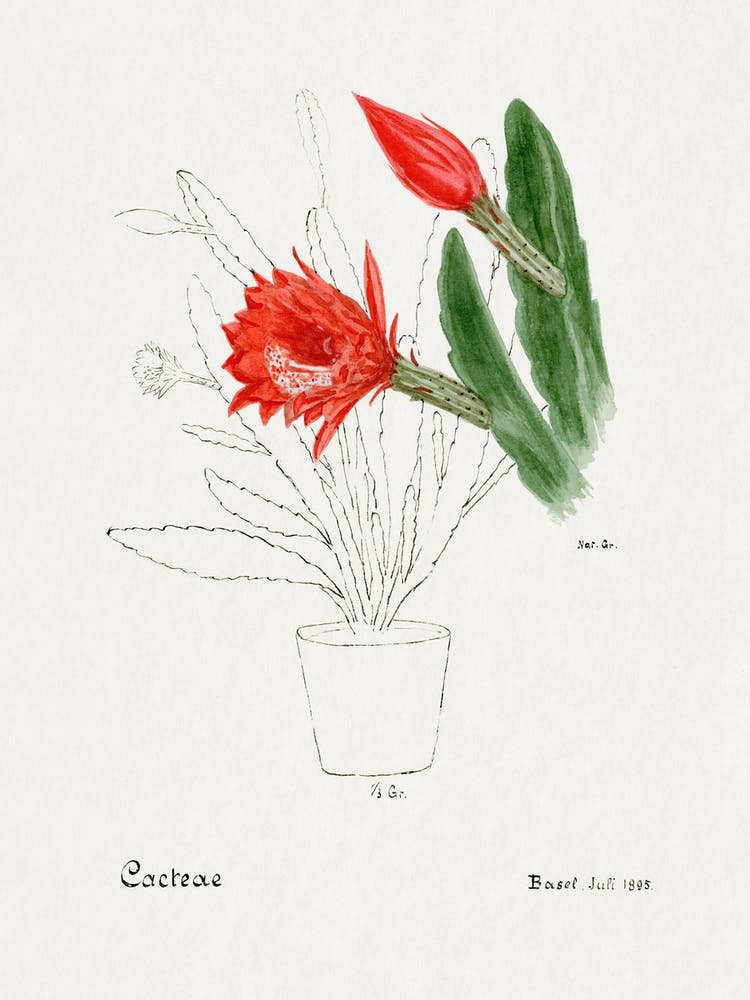 Cactus Orchidée, Familie Der Cacteen
