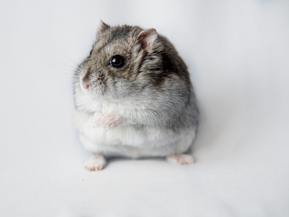 Hamster On White Background