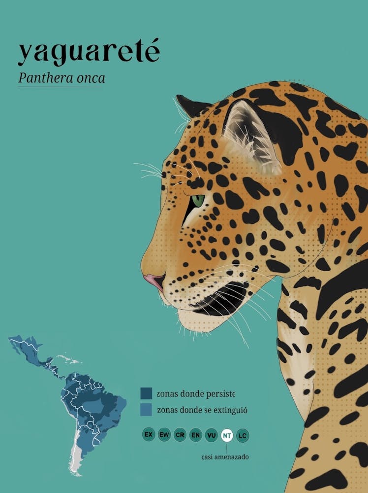 Jaguar with info