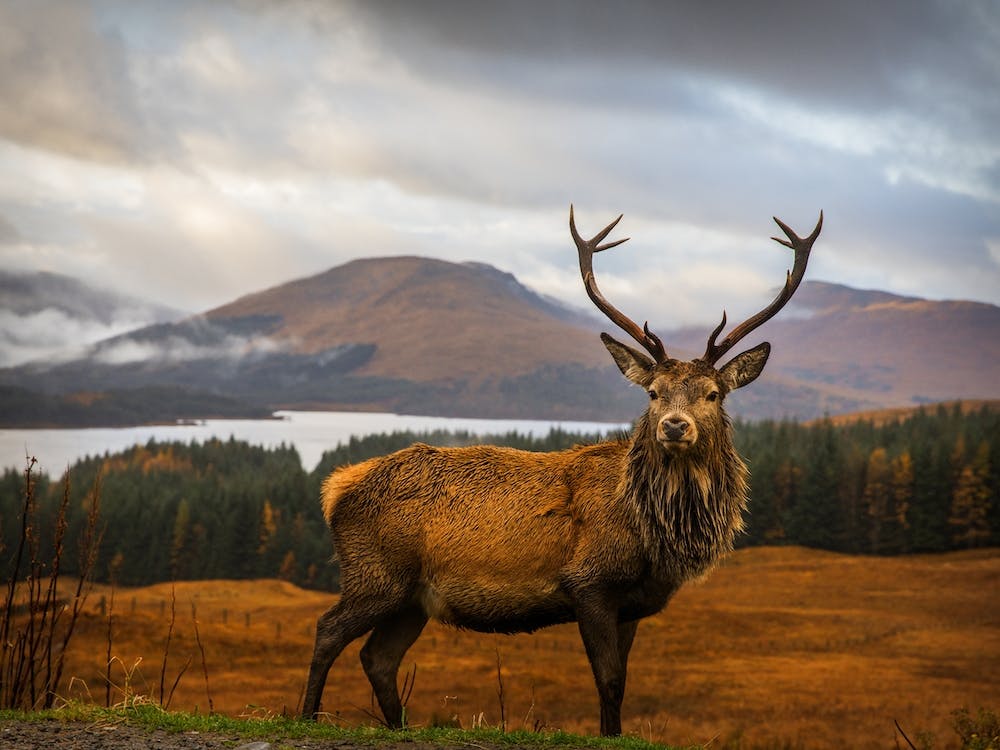 Scottish Stag