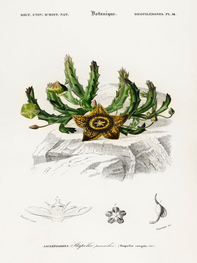 Carrion Flower, Charles Dessalines D'Orbigny