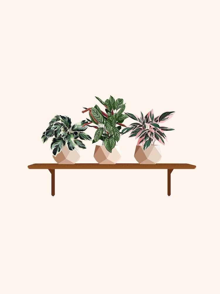 Calathea Plant Shelf