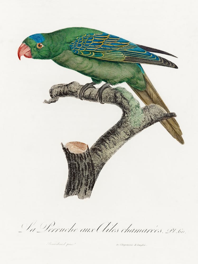 The Blue Naped Parrot From Natural History Of Parrots, Francois Levaillant